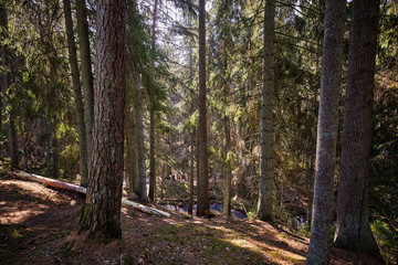 ravine with dense forest on a summer day