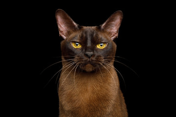 Portrait of Burmese Cat with Sable fur angry Gazing on isolated black background