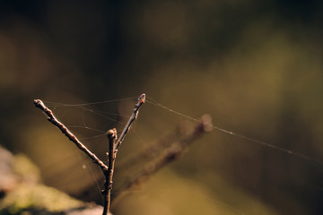 close up of small branches and cobwebs