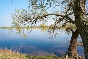 Elbauenlandschaft am Ufer des Flusses Elbe bei Magdeburg