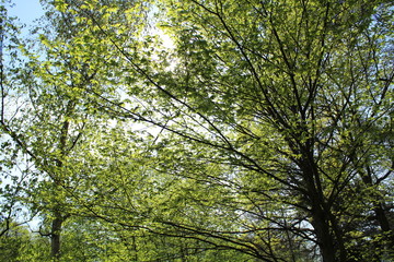 Sonnenschein zwischen Bäume