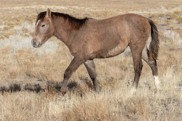 Naklejka na ściany i meble Beautiful Wild Horse in Utah In Winter