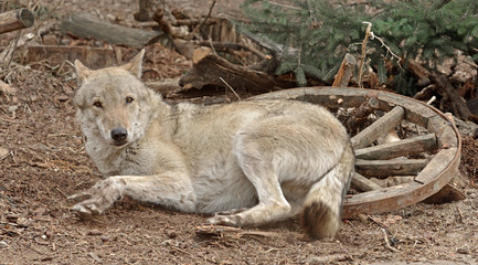 Eurasian Wolf (Canis lupus), male, lies near wooden cartwheel