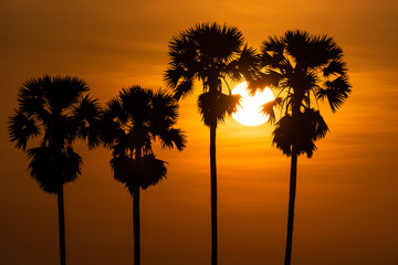 Palm tree  in morning sunrise