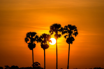 Palm tree  in morning sunrise