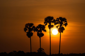 Palm tree  in morning sunrise
