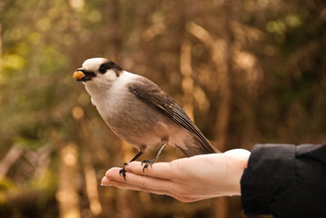 Gray jay in hiker's hand with corn nut in mouth