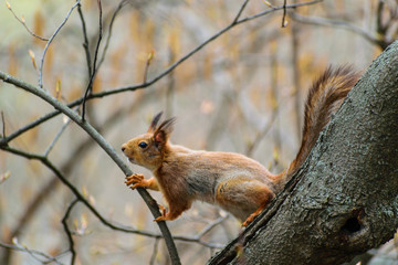 squirrel on a tree