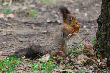 squirrel eating nut