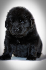 The Newfoundland puppy dog sits and looks forward, on a vignetted white background.