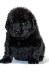 The Newfoundland puppy dog sits and looks forward, on a white background.