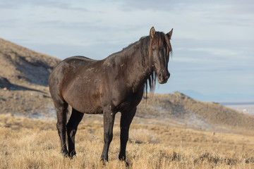 Beautiful Wild Horse in Utah In Winter