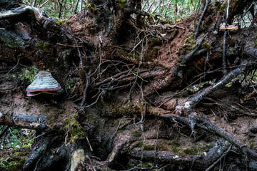 Trees in the forest or the nature as it is