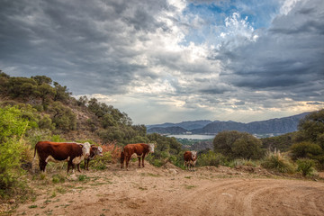 Fototapeta na wymiar Vacas Nas Montanhas