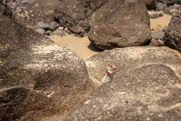 moroccan squirrel  Barbary ground squirrel 