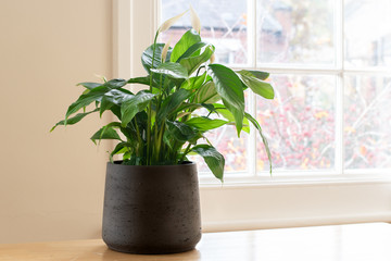 House plant next to a window, in a beautifully designed interior.