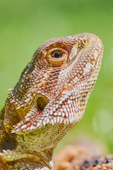 portrait of a male bearded dragon against green blurred background