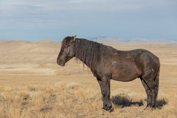 Beautiful Wild Horse in Utah In Winter