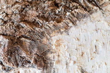 Texture of rough bark of a tree. Ready photo background. Soft focus. Macro.