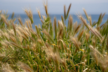Wispy reeds dance in the wind along the coast of southern California, along the Pacific Ocean