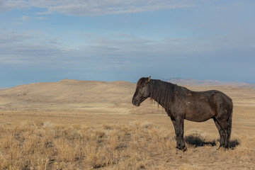 Fototapeta na wymiar Beautiful Wild Horse in Utah In Winter