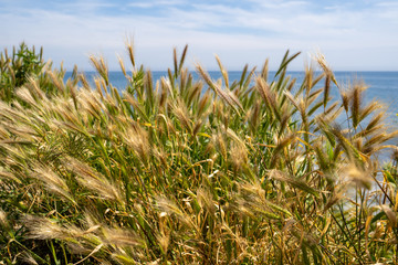 Wispy reeds dance in the wind along the coast of southern California, along the Pacific Ocean