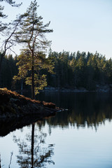 backlit pine at a lake