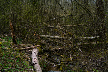 Trees in the forest or the nature as it is