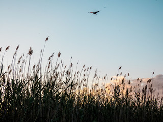 Sunset clouds and grass on the bank of lake