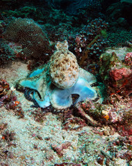 Underwater world - Octopus. Komodo island. Indonesia.