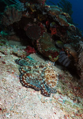 Underwater world - Octopus. Komodo island. Indonesia.