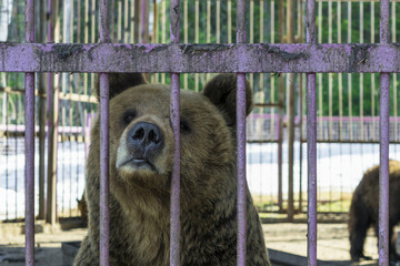 Brown bear in captivity. The bear stuck his face out of the cage.