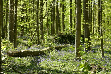 V&eacute;g&eacute;tation dense au printemps &agrave; la for&ecirc;t de h&ecirc;tres de Hallerbos ,pr&egrave;s de Halle