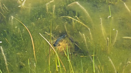 Bergmolche (Ichthyosaura alpestris) bei der Balz