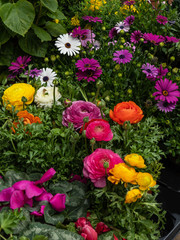 flower shop on the street, variety and selection of flowers
