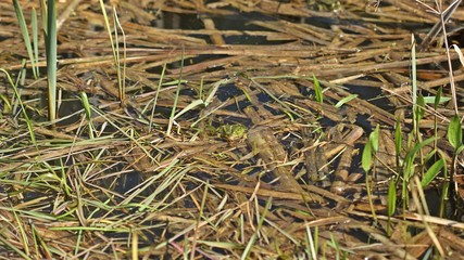 .    Schwimmender Teichfrosch (Pelophylax esculentus) im Teich