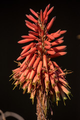 Aloe Blüte in Südafrika