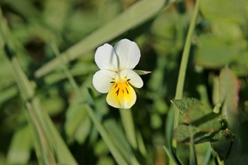 Acker-Stiefmütterchen (Viola arvensis)