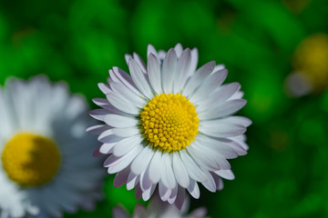 Obraz premium Gänseblümchen