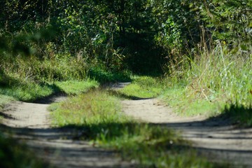 the dirt road in the forest