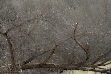 Trees in the forest or the nature as it is