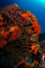 Fototapeta na wymiar Corals and fish. Komodo island, Indonesia.