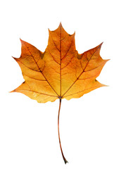 Naklejka na ściany i meble Golden orange and red maple leaf isolated white background. Beautiful autumn maple leaf isolated on white. Fall leaf