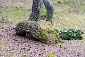The Dancing Forest in Russia at Curonian spit in Kaliningrad region