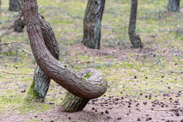 The Dancing Forest in Russia at Curonian spit in Kaliningrad region