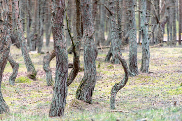 The Dancing Forest in Russia at Curonian spit in Kaliningrad region