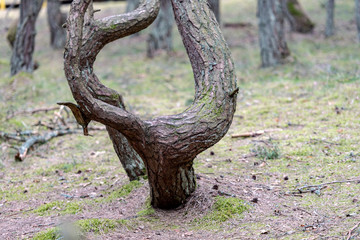 The Dancing Forest in Russia at Curonian spit in Kaliningrad region