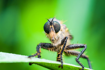 Exotic Assassin or Robber Fly Asilidae Diptera Insect on Green Grass