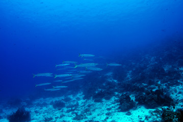 Obraz na płótnie Canvas Corals and fish. Komodo island, Indonesia.