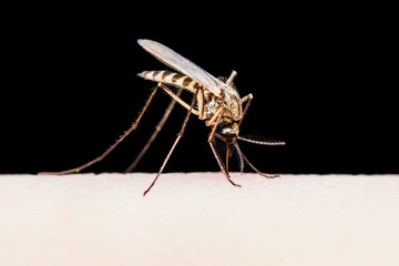 Encephalitis, Yellow Fever, Malaria Disease or Zika Virus Infected Culex Mosquito Parasite Insect Macro Isolated on Black Background